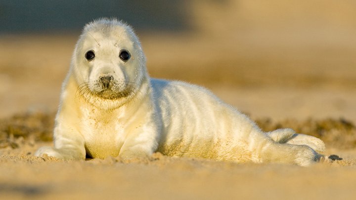 seals at Horsey Gap Norfolk