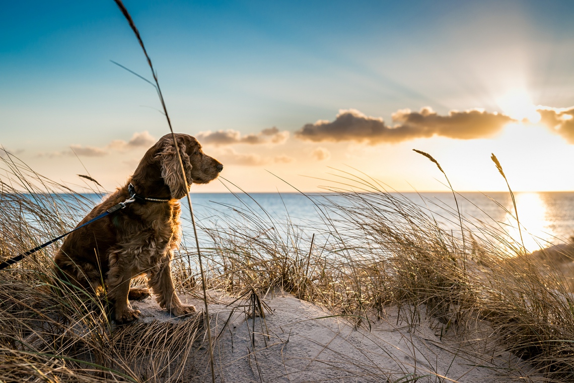 Dog friendly accommodation Great Yarmouth Norfolk